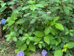 -申正律师团队-法律咨询(杨高店)