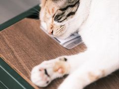 -Again Coffee Roaster(香蜜湖店)