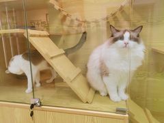 -猫十亿·布偶金渐层·曼基康矮脚猫舍(青年路店)