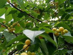 -樱桃山旅游景区