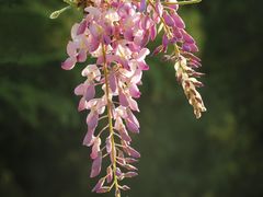 -天坛公园