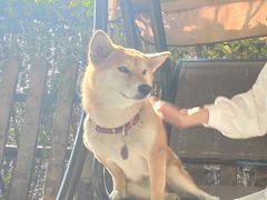 -柴犬高等学院·狗咖·柴犬售卖·宠物训练