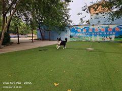 -宠物寄养训练学校