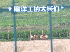 -图们口岸