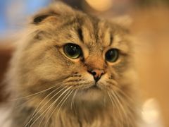 -遇见羊驼·奶狗咖·布偶猫咖·法斗柯基柴犬阿拉斯加(春熙路太古里IFS店)