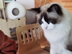 -喵屿·大理花园猫咖