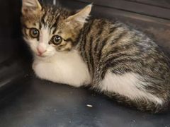 -瑞派动物医院·猫专科·至诚(江南中分院)