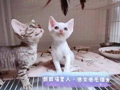 -十年猫舍·猫咪专门店(普陀店)