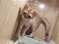 -屋虎猫馆(宝安大仟里店)