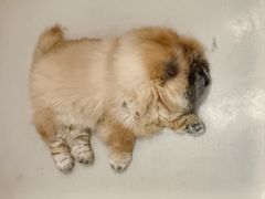 -共舞时光猫咖·狗咖(新街口店)