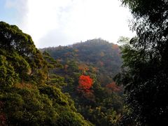 -祁门牯牛降观音堂风景区