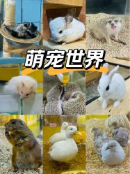 -神奇动物撸宠馆·羊驼·小浣熊·异宠(豫园店)