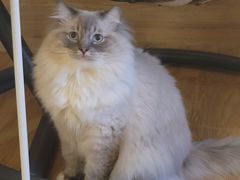 -滚猫咖啡·猫咖·猫友好撸猫(未来城店)