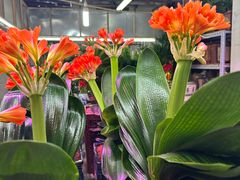 -花鸟鱼虫鲜花绿植市场(玉泉路店)