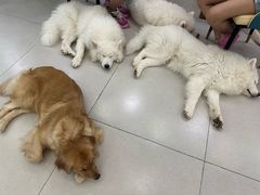 -安格丽娜·狗咖·猫咖羊驼咖(春熙路百盛商场店)