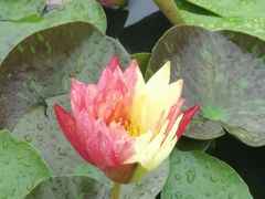 -莲花池公园