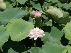 -荷塘月色湿地公园·向阳花洲