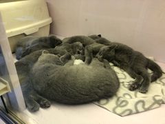 -喵的天空名猫咖啡馆·撸猫·猫舍·用品