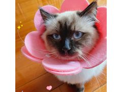 -芭比堂宠物医院·全科爱猫医院·仁德分院