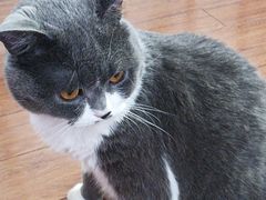 -美联众合宠物医院·爱萌分院·内外科·猫科中心