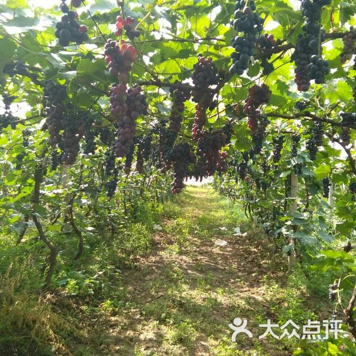 延庆千亩葡萄采摘基地