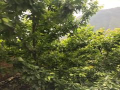 -萝卜寨羌文化生态旅游区