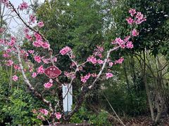 -桃花岛景观公园
