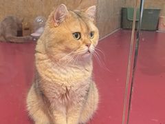 -和它·交个朋友·狗咖猫咖(爱琴海店)