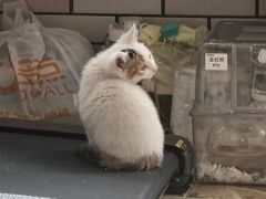 -中国农业大学动物医院