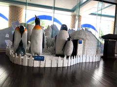 -帝企鹅自助餐厅•儿童岛•真企鹅(长隆企鹅酒店)