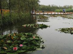 -绿堤公园