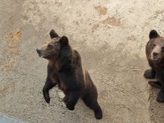 -哈尔滨北方森林动物园