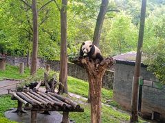 -都江堰中华大熊猫苑