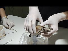 -北京观赏动物医院·24小时大型综合·猫专科·异宠专科