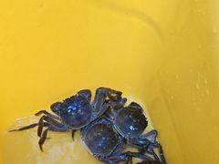 -阳澄湖大闸蟹·琼灵阁牌品牌连锁(吴中总店)