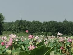 -东郊湿地公园