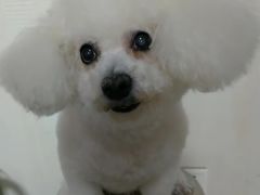 -北京观赏动物医院·24小时大型综合·猫专科·异宠专科
