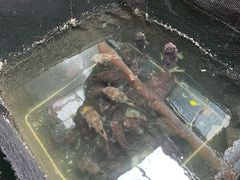 -蓝湾碧波·老字号·疍家非遗海上餐厅