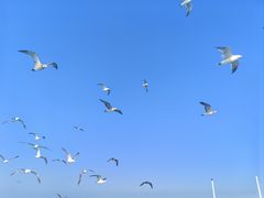 -海驴岛(荣成市)