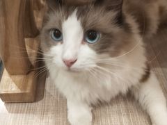 -飞行喵MR PILOT|猫舍·猫咖(静安大融城店)