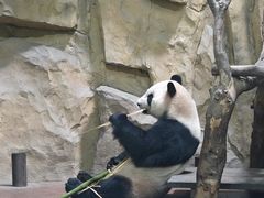 -成都动物园