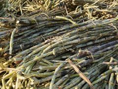 -明仕田园