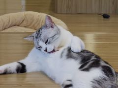 -喵八撸猫馆