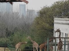 -合肥野生动物园