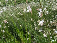 -贵阳市花溪国家城市湿地公园