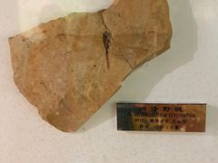 -上海昆虫博物馆