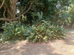 -中国科学院西双版纳热带植物园