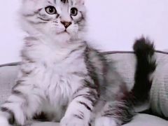 -十年猫舍·猫咪专门店(普陀店)
