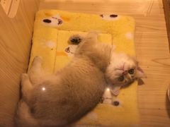 -屋虎猫馆(宝安大仟里店)