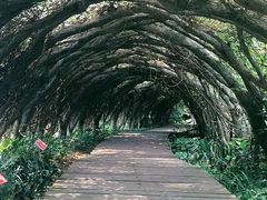 -广西壮族自治区药用植物园